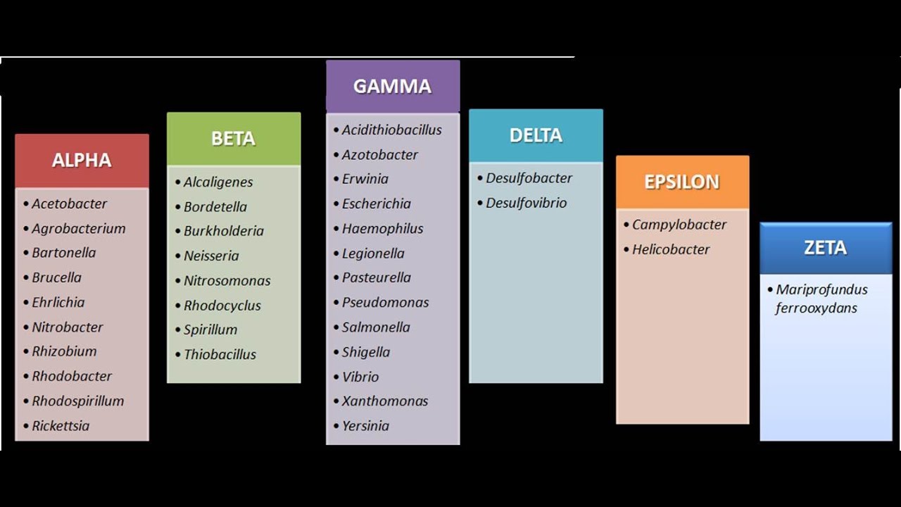 Dominio Bacteria: Phylum Proteobacteria 12 - Clase Betaproteobacteria - Introducción