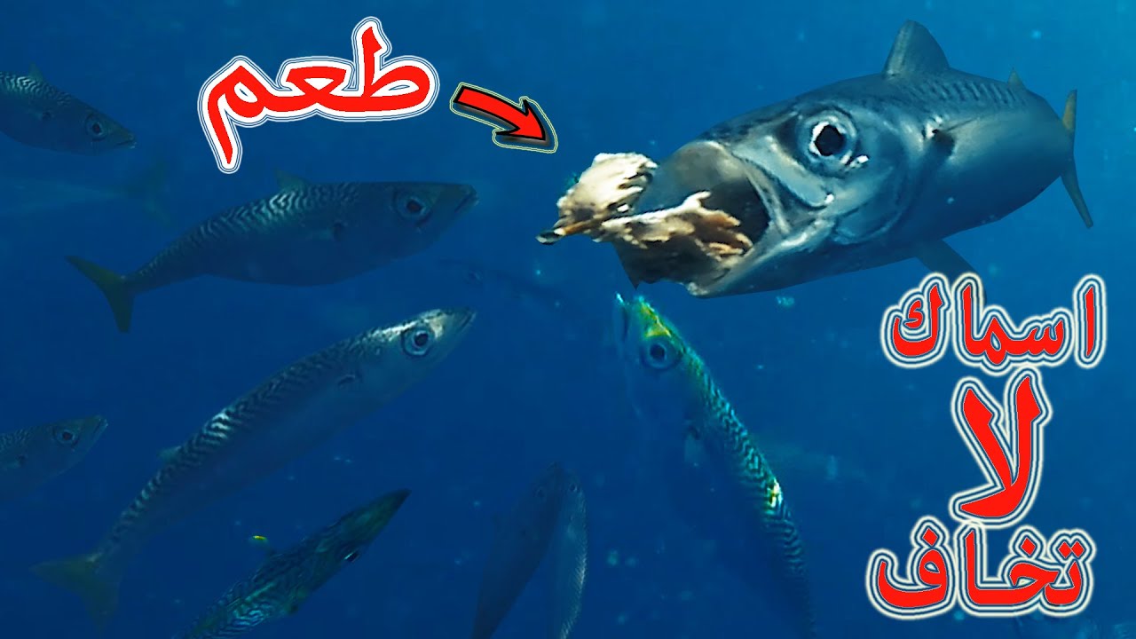 لأول مرة - تسجيل  لحضة هجوم الأسماك على الطعم - تحت الماء مباشرة AjiNsaydo#