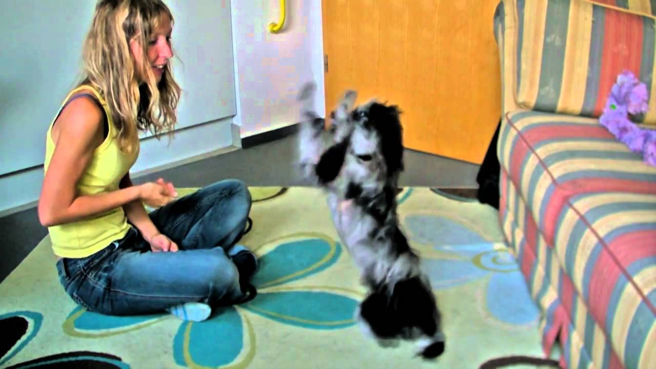 smart tricks by a smart puppy - Le, 4 months