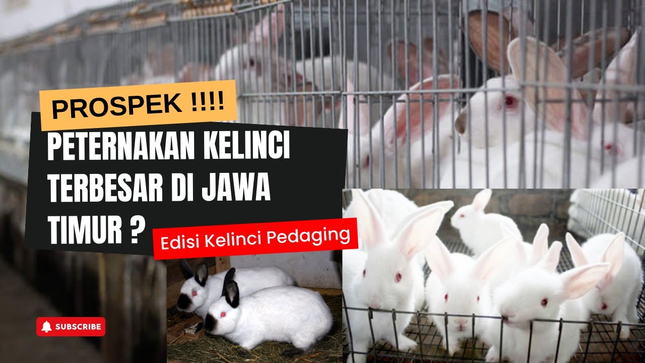 TERNAK KELINCI TERBESAR DI JAWA TIMUR ? Sampai Bangun Kandang Lagi | Sukses Usaha Kelinci Pedaging