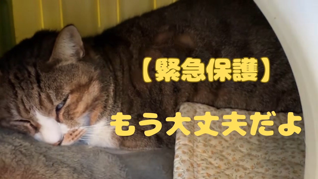 【緊急保護】外猫としての自由か、生きるための家か。#60代 #60s #保護猫  #外猫  #ねこのいる暮らし#緊急保護 #cat