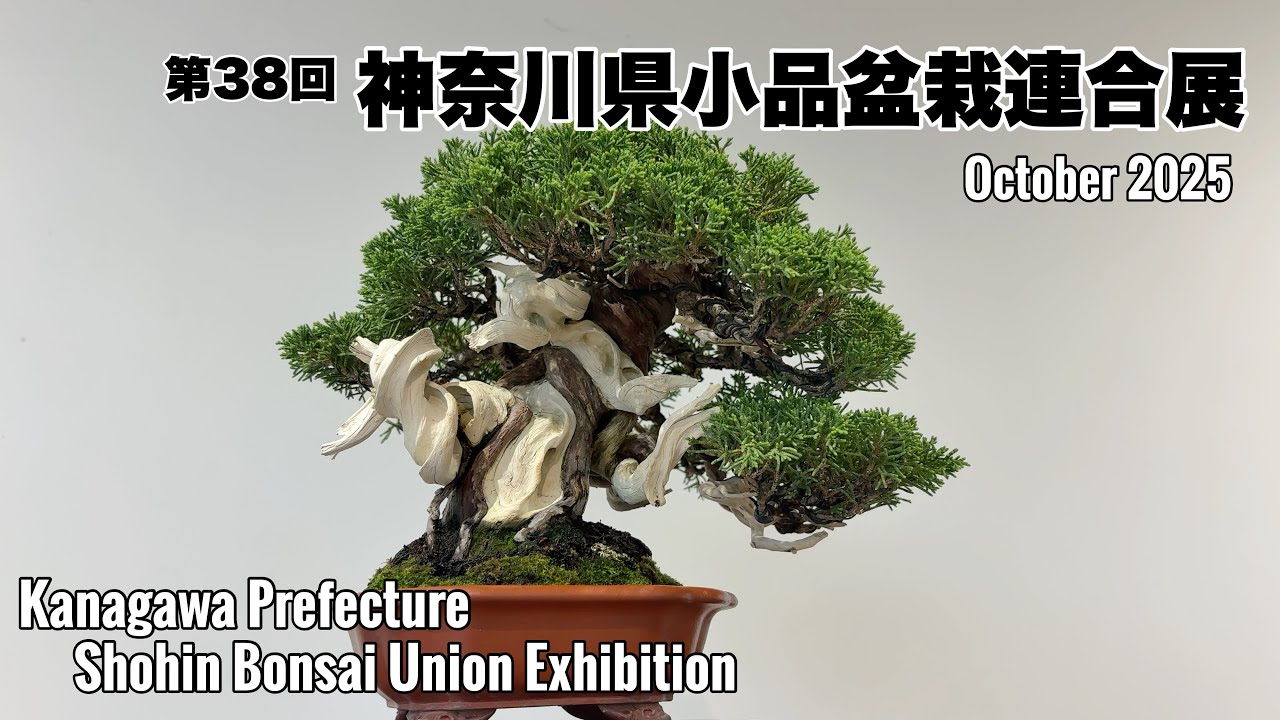第38回 神奈川県小品盆栽連合展／Shohin Bonsai Exhibition