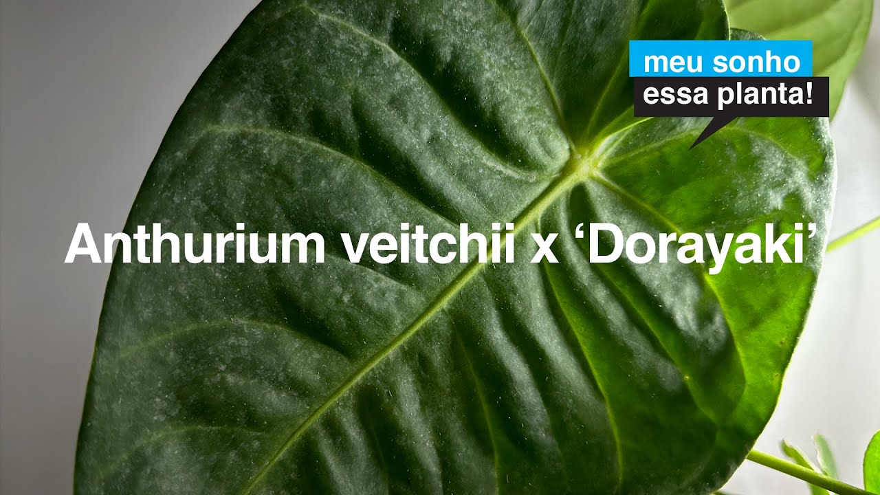 Anthurium veitchii x 'Dorayaki', RESISTÊNCIA dos Anthuriums Híbridos e VELOCIDADE de Crescimento