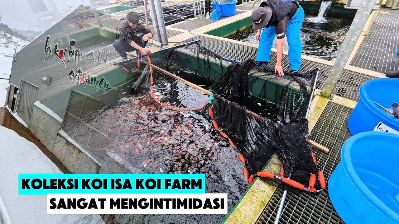 Beli Ikan Koi di Isa Koi Farm Jepang Bersama SKF @Sun Koi Farm