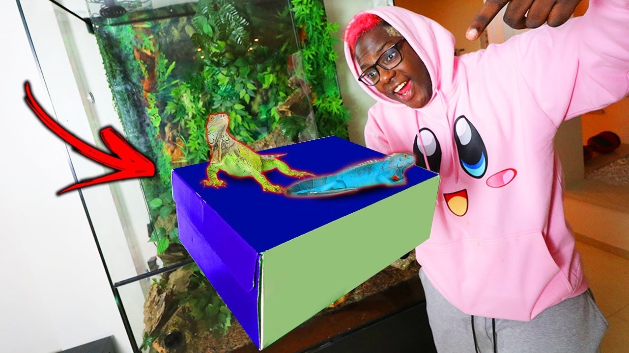 ESCONDI AS IGUANAS DE ESTIMAÇÃO DO MEU AMIGO !