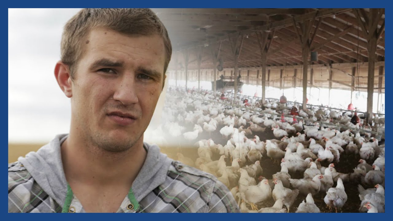 How migrants were trafficked to work on Britain’s free-range farms | Guardian Features