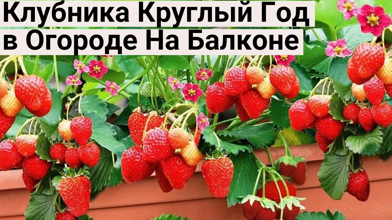 Жалею, Что Раньше не Знала Про ЭТИ СОРТА КЛУБНИКИ! Теперь Клубника на Подоконнике Круглый Год!