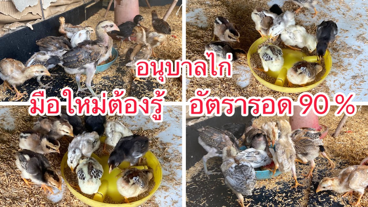 วิธีดูเเลลูกไก่ เลี้ยงไก่ มือใหม่เลี้ยงยังไงให้รอด  #ไก่บ้าน #เลี้ยงไก่บ้าน #chicken #ลูกไก่
