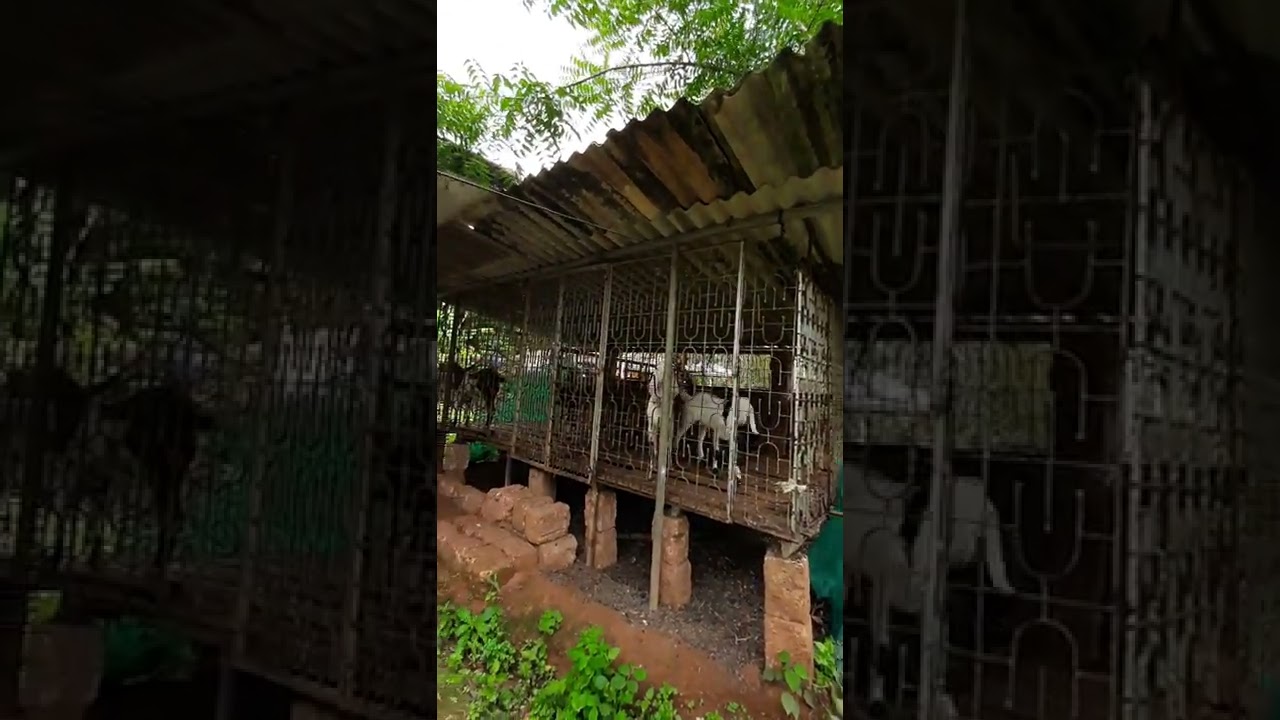 Mini Goat Shed | Low cost Goat Barn | Small Goat Shed for 5 Goats #shorts