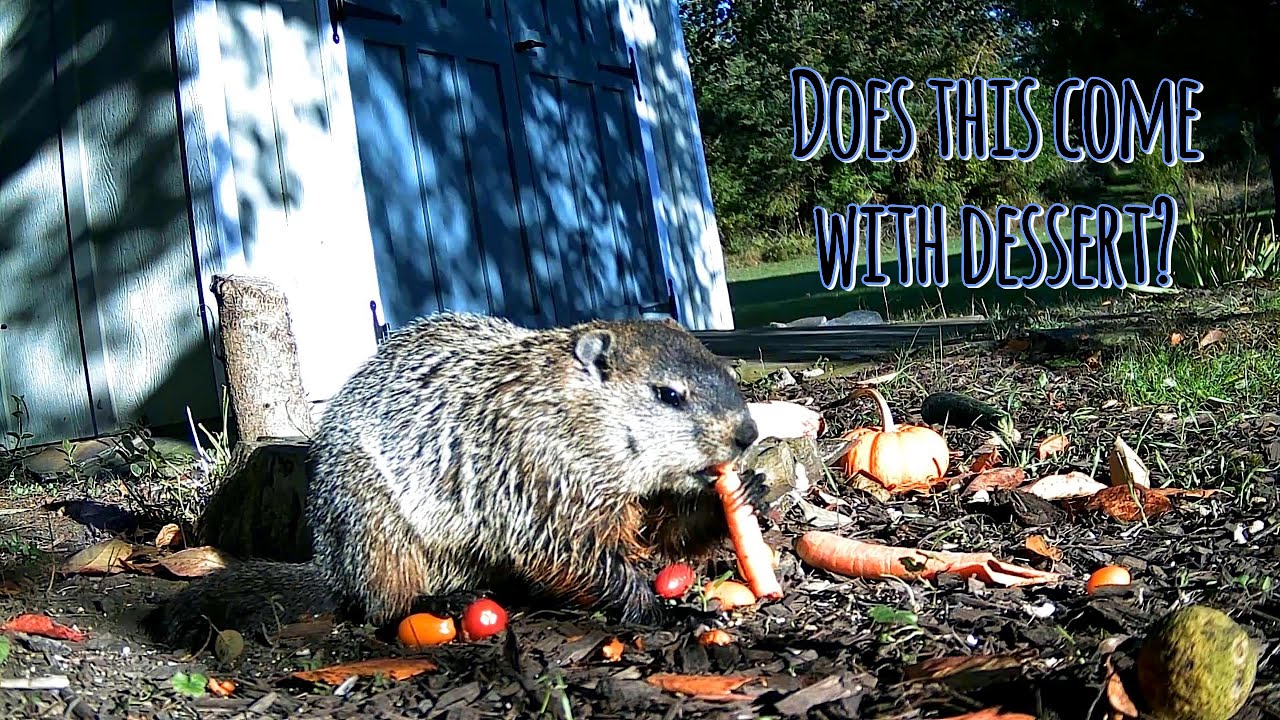 How Many Carrots Can Barty Eat in 8 Minutes