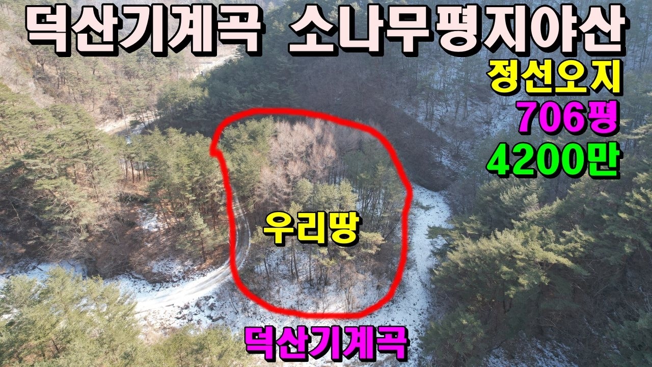 (정선오지)덕산기계곡의 소나무평지야산/706평/4,200만/정선부동산매매/정선임야매매/덕산기계곡