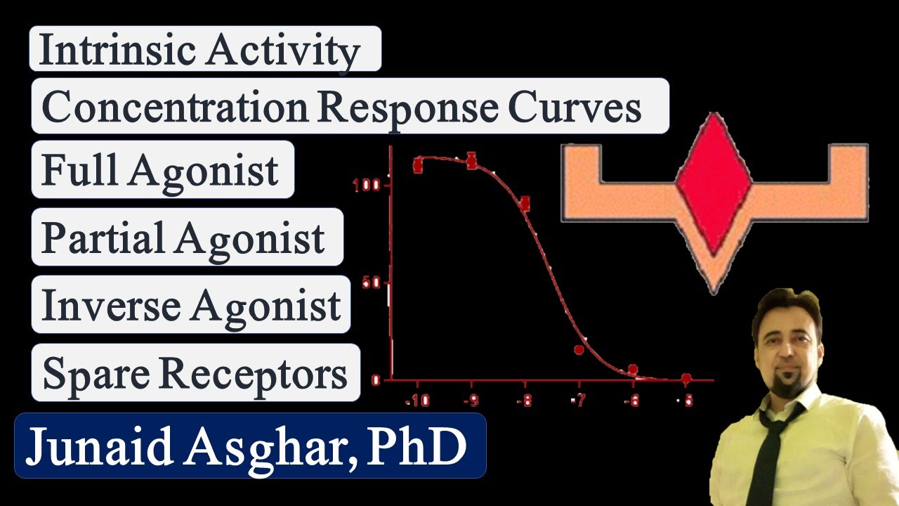 Agonist-Receptor Interactions | Intrinsic Activity | Agonist Types | Spare Receptors