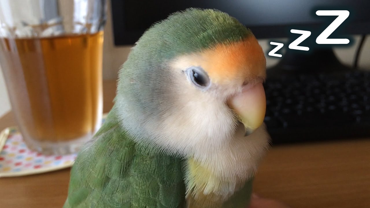 「まだ寝ない！」と頑張る12才インコ　コザクラインコ・ぱせり　LoveBird