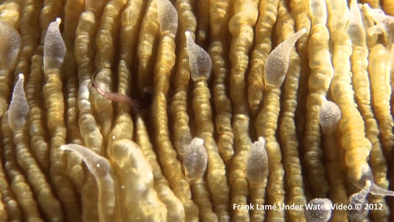 Death in a mushroom coral