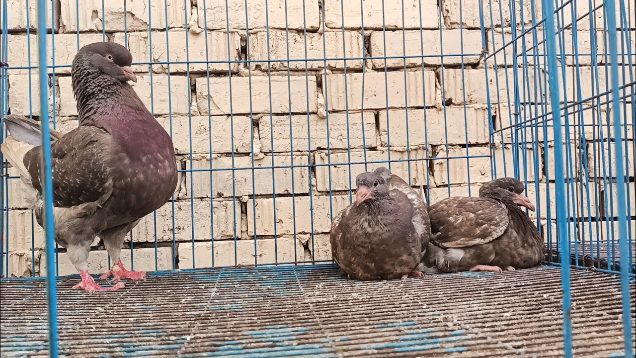 موجود مجموعه💥 حمام كينج روماني مستويات🥰 محترمه جدا عند عم ابراهيم الشوحه 01111524190
