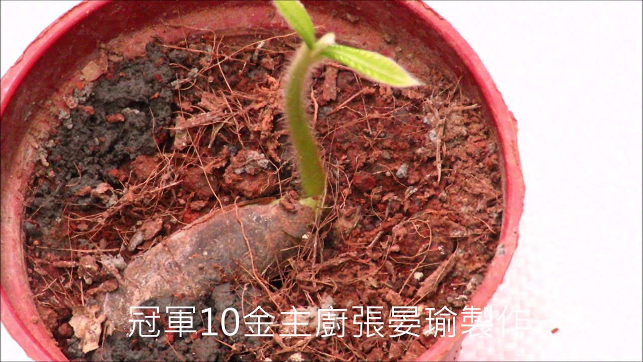 黃金果種植的影片 農業種植過程日記