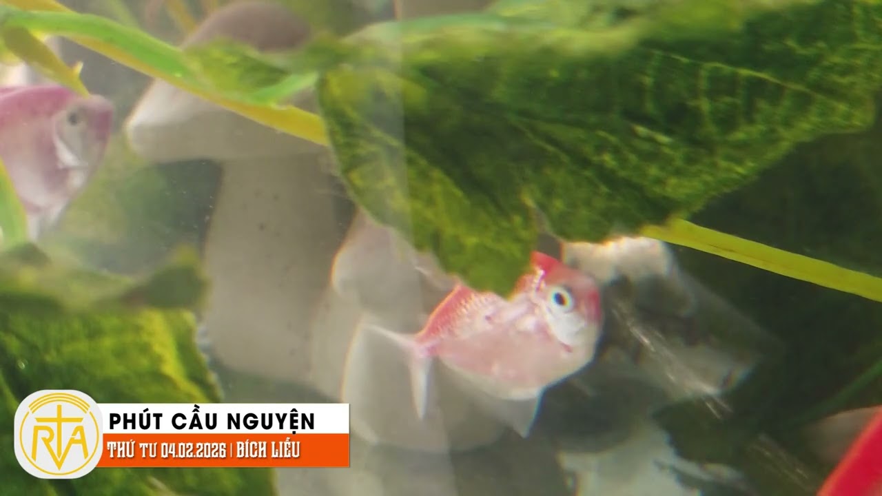 Phút Cầu Nguyện, Thứ Tư 04/02/2026: Trở nên ánh sáng chữa lành