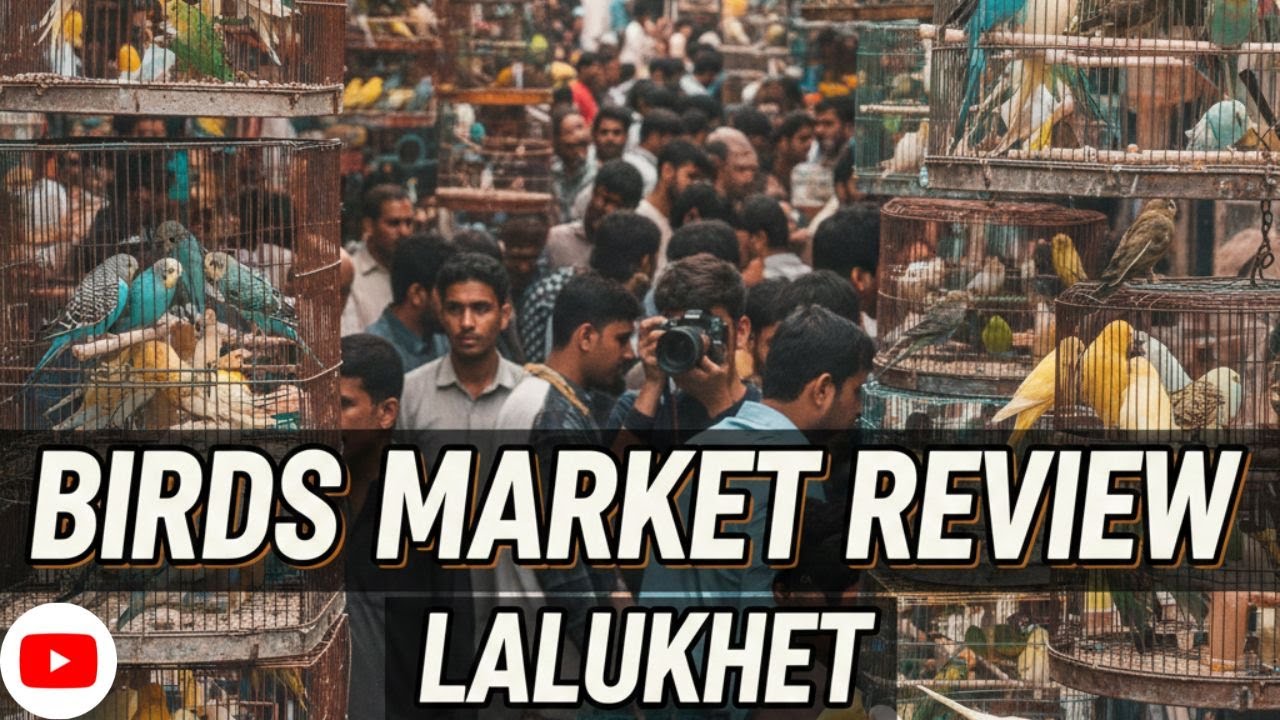 Lalukhet Exotic Birds and Parrots Market 8-2-26 Karachi | Rare & Unique Birds