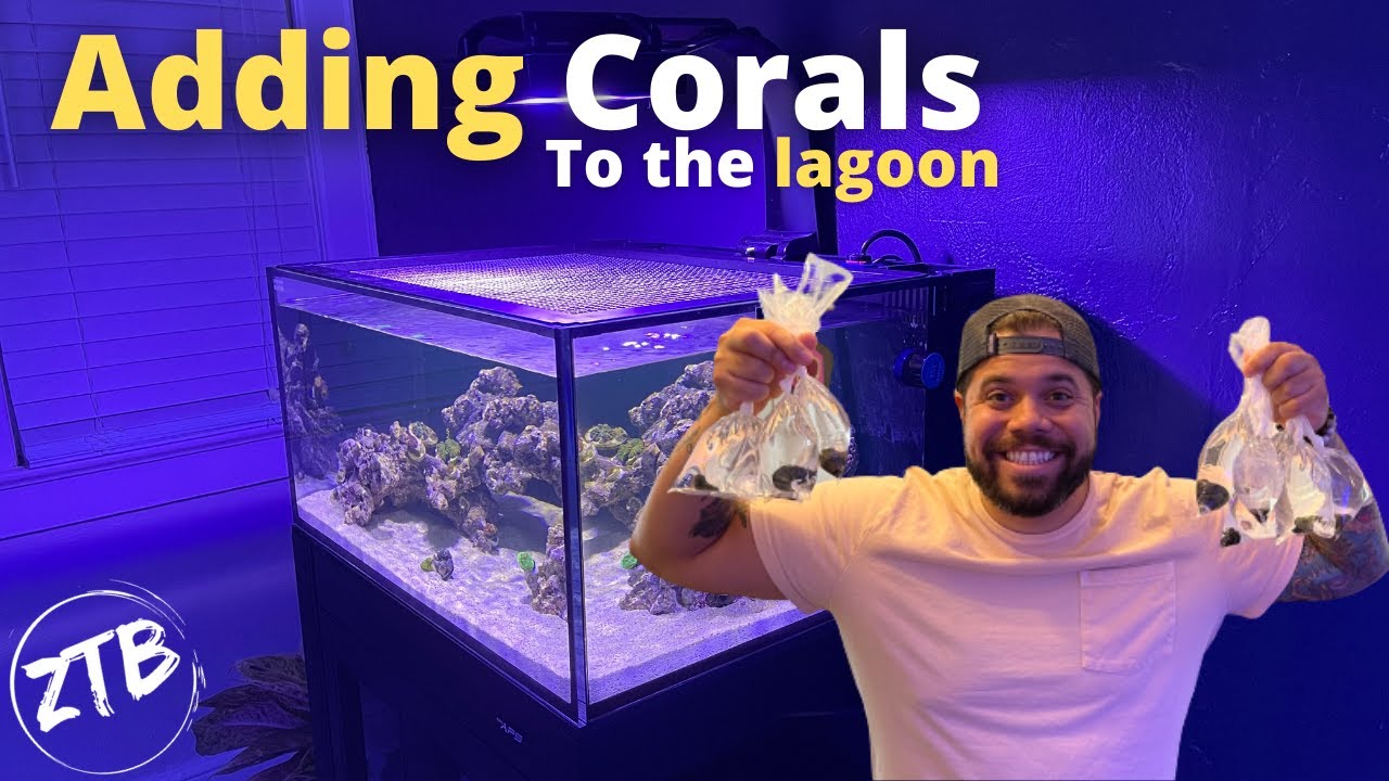 Adding Corals to the Lagoon 25 Gallon