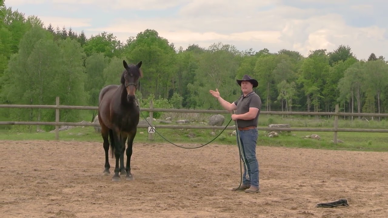Hearts & Horses Live med Caisa .Är det dominans & agressivitet eller? Varför attackerar hästen oss?
