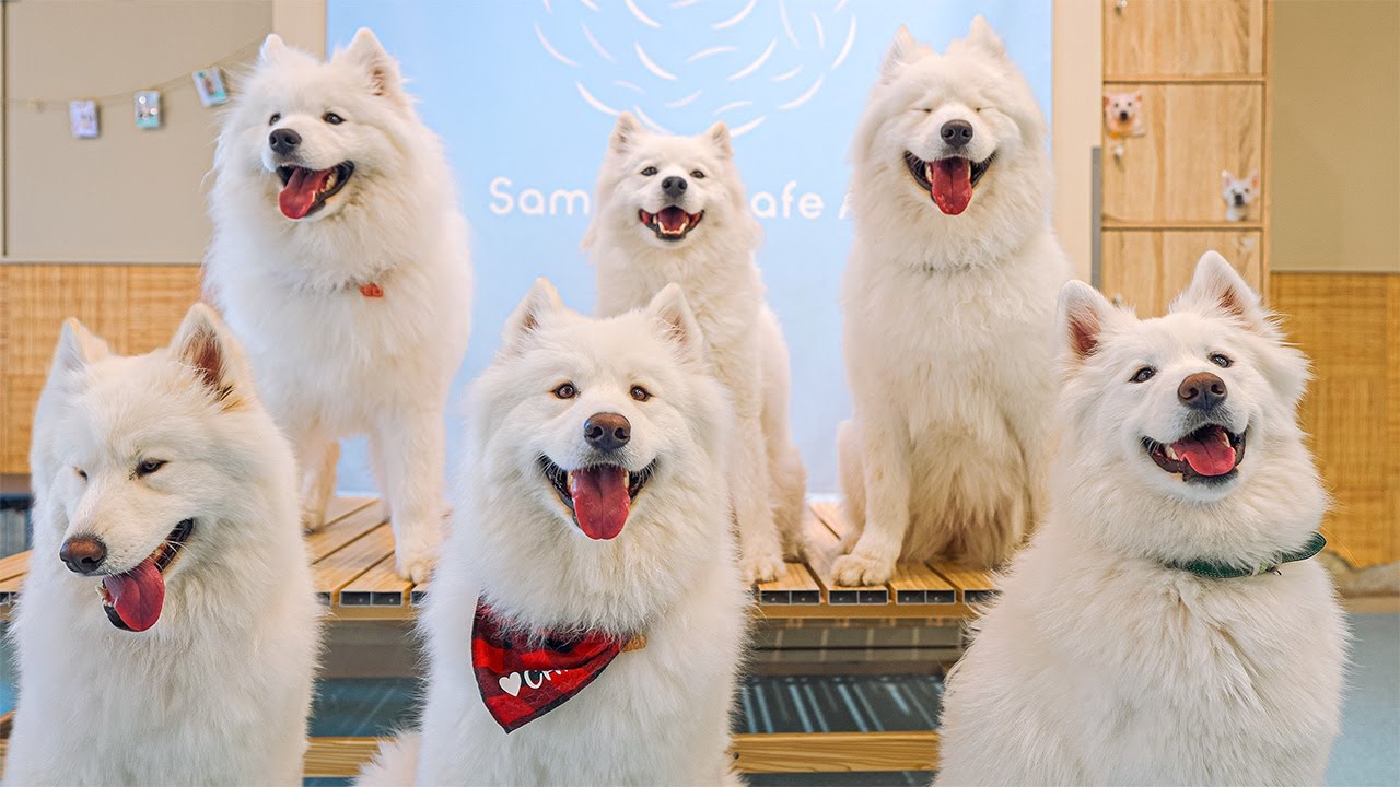 Посещение японского кафе самоедов в Киото | Samoyed Cafe AL KYOTO KAWARAMACHI