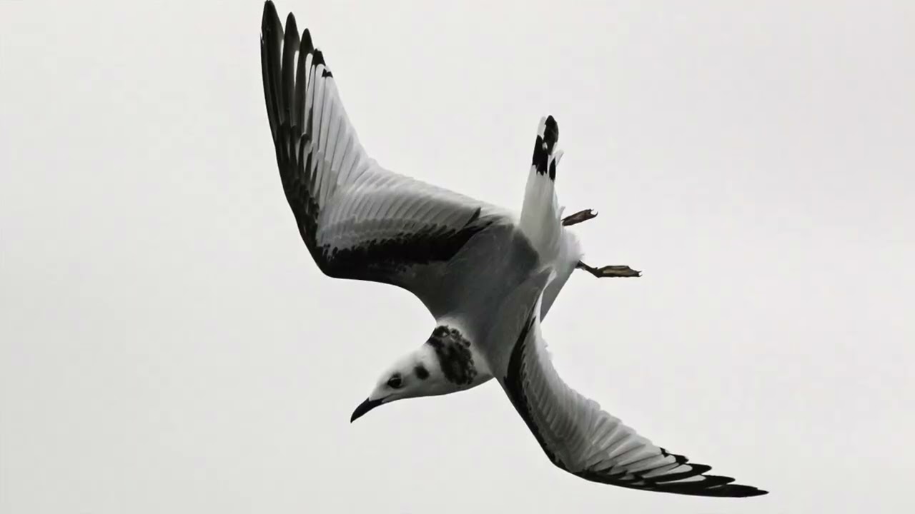 Black-legged kittiwake Facts!