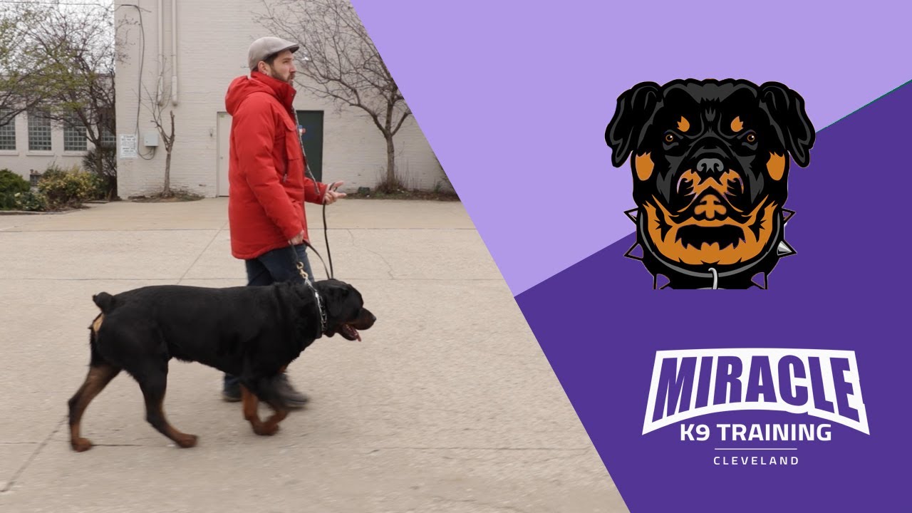 Leash Walking Step 1: Introducing The Prong Collar