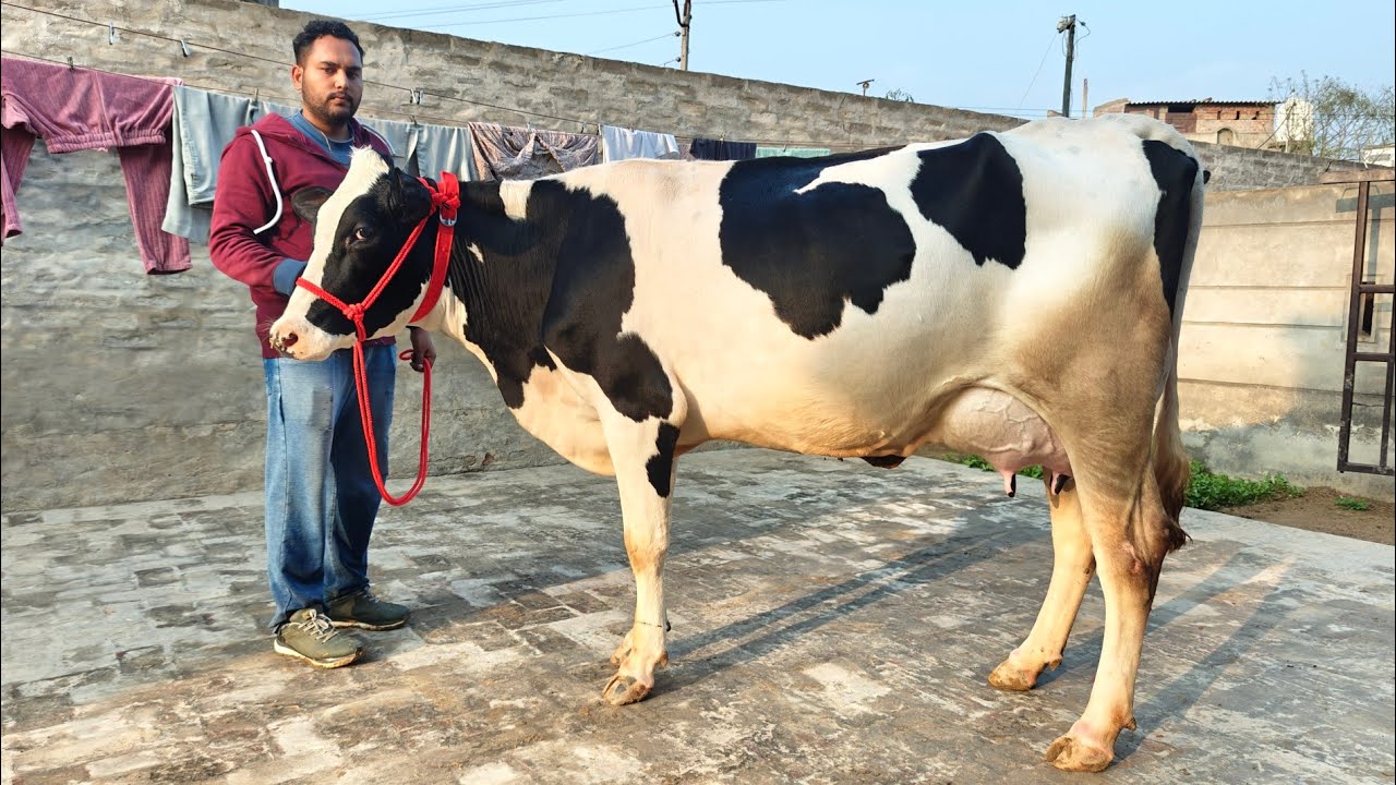 ਗਾਵਾਂ ਅਤੇ ਵਹਿੜਾਂ ਵਿਕਾਊ ਖੁਸ਼ਦੀਪ ਸੈਦੋਕੇ ਵਾਲੇ ਕੋਲ, Cows and Heifers for Sale