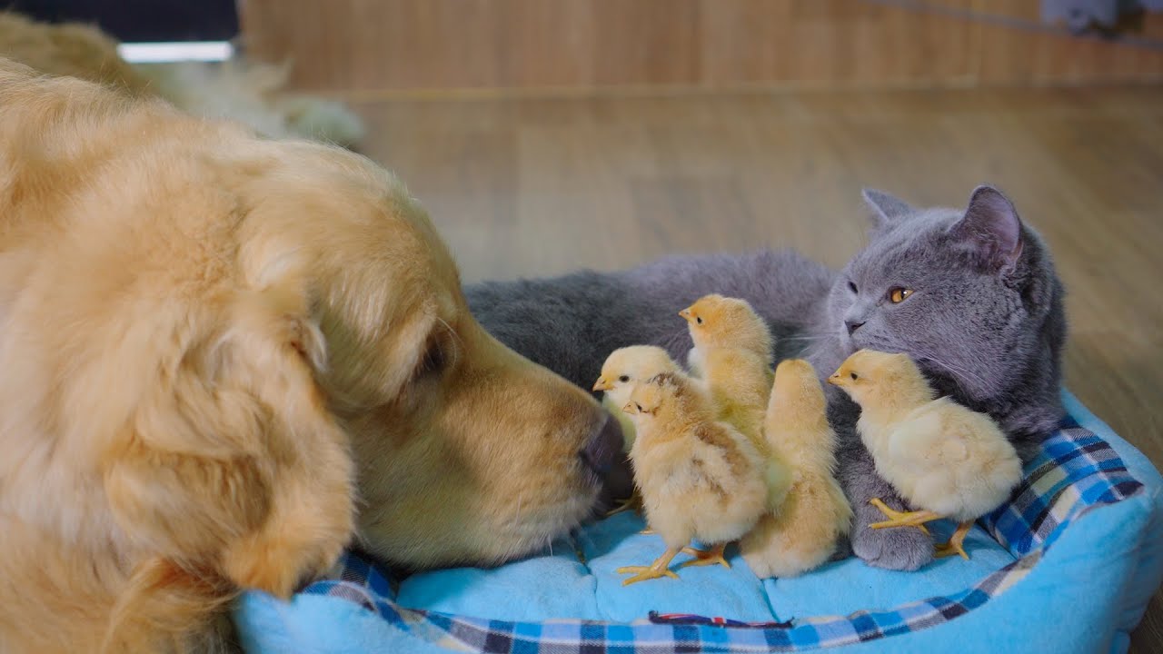 My Golden Retriever and Cat Take Care of Baby Chicks Like Their Mother