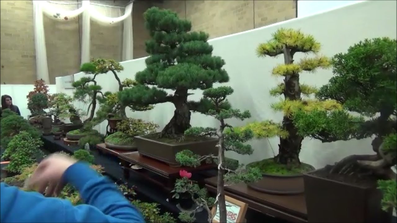 Heathrow Bonsai Show, The Show Trees - Part 2