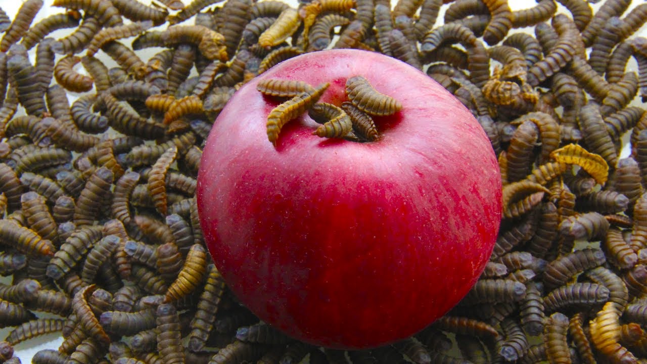 Maggots vs Apple Timelapse