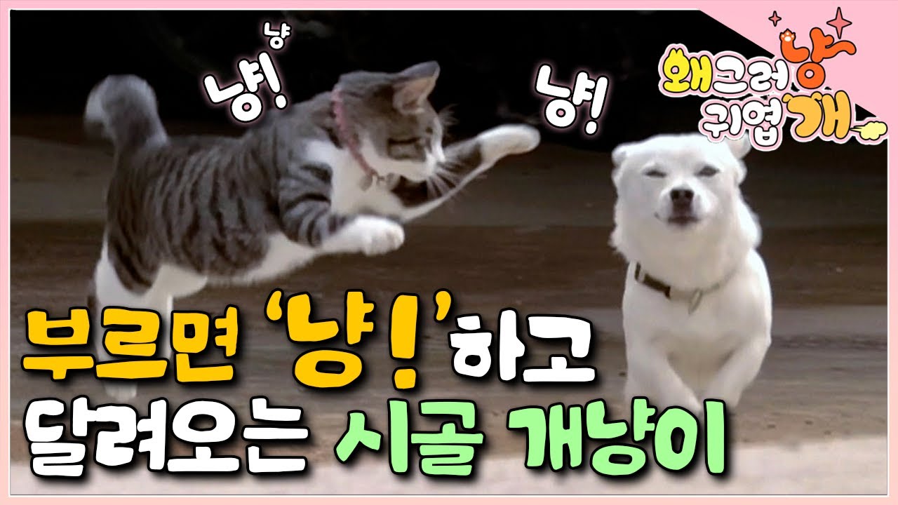 집에 데려온 어미 잃은 새끼 고양이.. 시골개들과 형제 맺더니 시골 개냥이가 되었다. 쥐는 못 잡지만 
