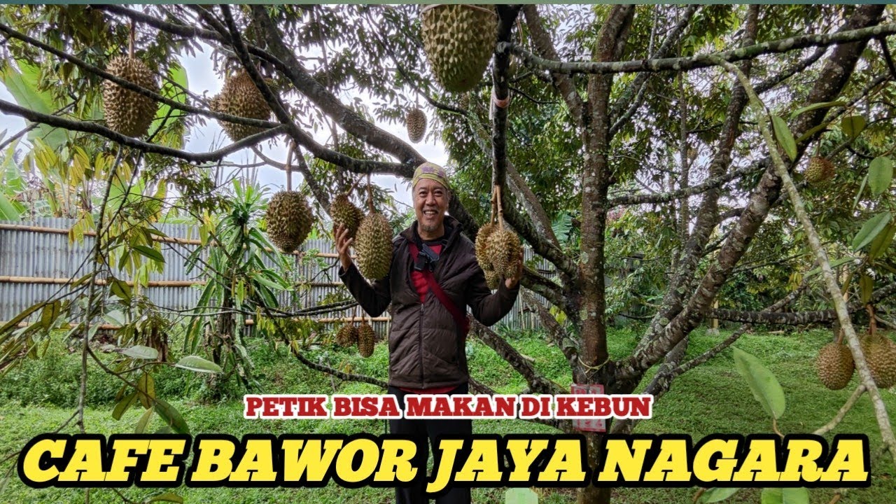 Kebun Durian Bawor Terbesar di Bogor || Duren Premium || Pasir Muncang Bogor