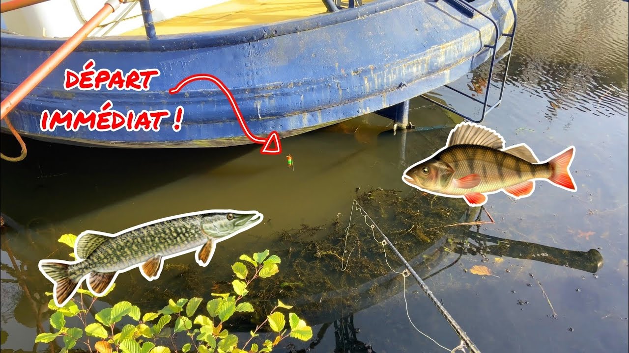 Ces poissons mordent INSTANTANÉMENT dans ce canal INFESTÉ ! Pêche au vif #46