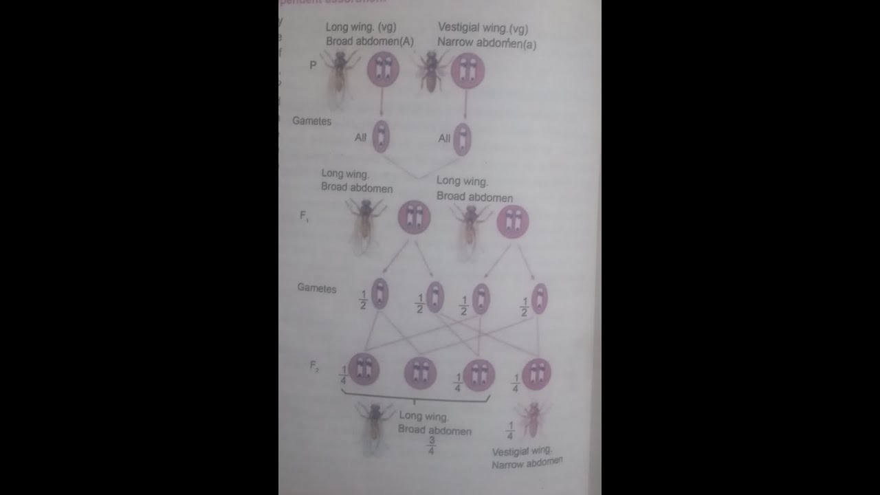 Detection of gene linkage. Morgan's experiment . xii biology NBF Federal board.