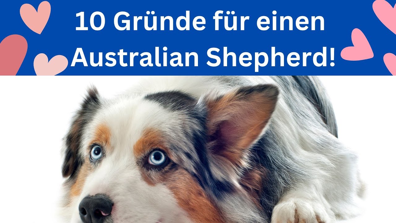 Warum sind Australian Shepherds so toll? 🐶 Die 10 wichtigsten Gründe!