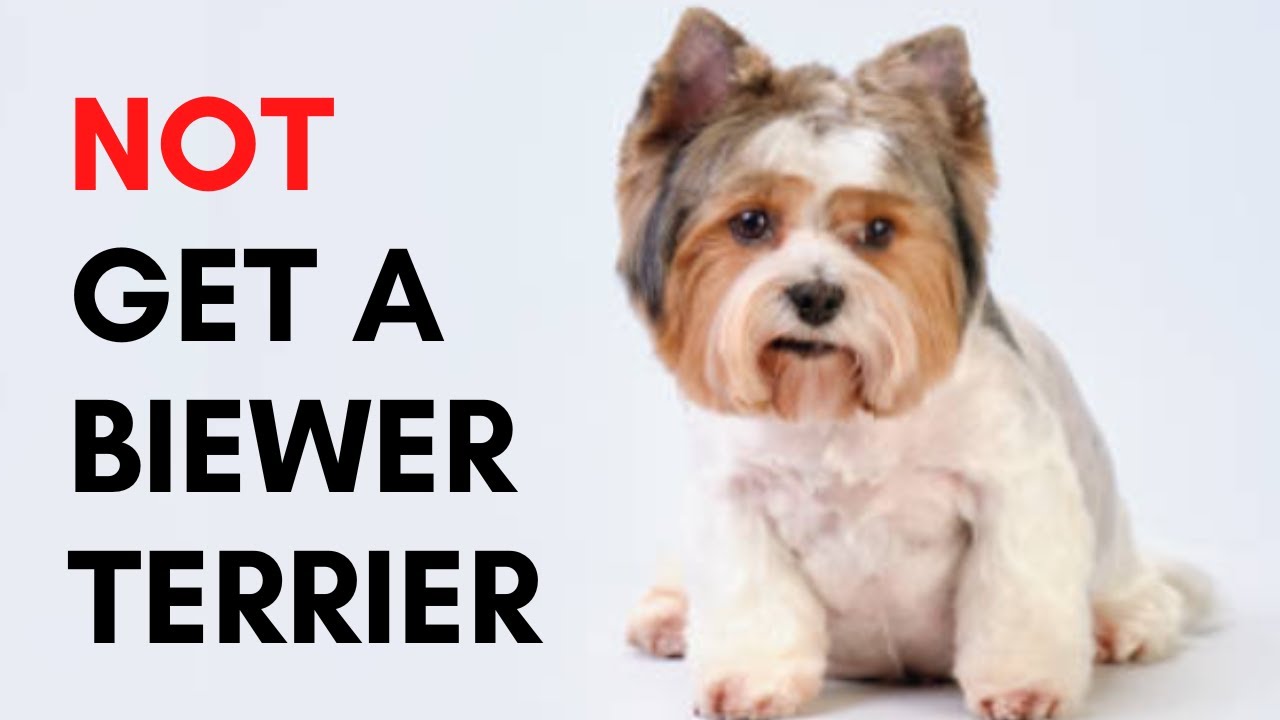 6 Reasons Why You should Not Get a Biewer Terrier