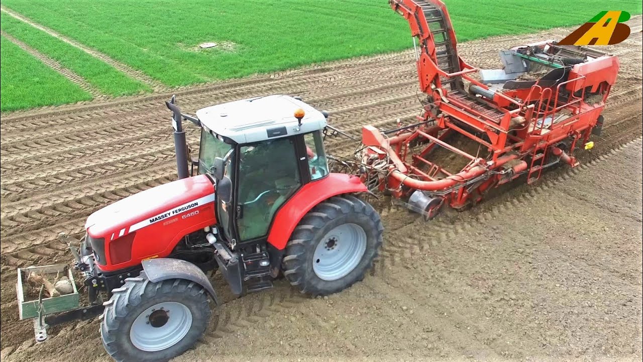 Steine sammeln & Kartoffeln ernten - Massey Ferguson - Betriebsablauf - Potato harvest in Germany