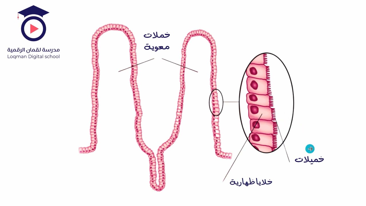 الهضم - عربية خياري - الجزء 3