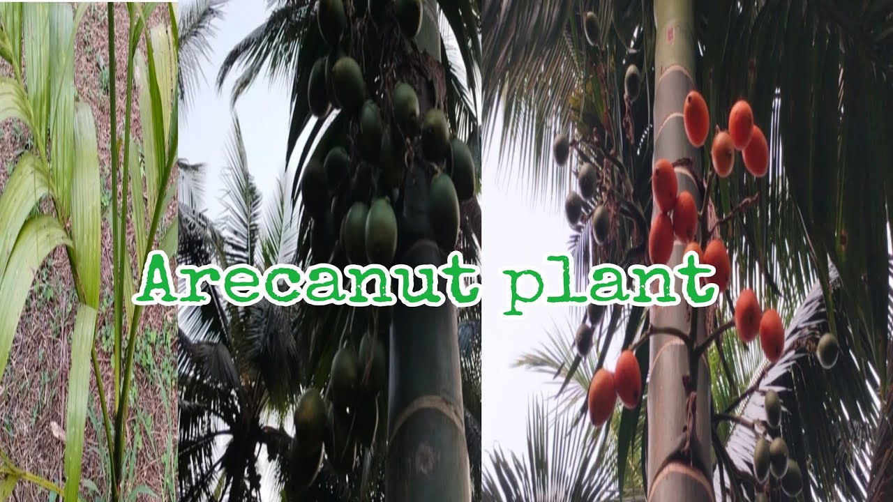 Areca nut plants #arecanut #plants #beatifulnature #nature #arecanutfarming 