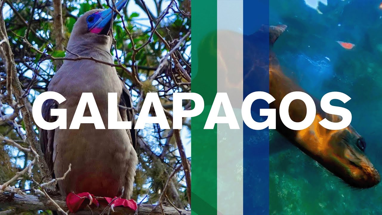 The Gal&aacute;pagos Islands: A Hidden Gem for Adventure!