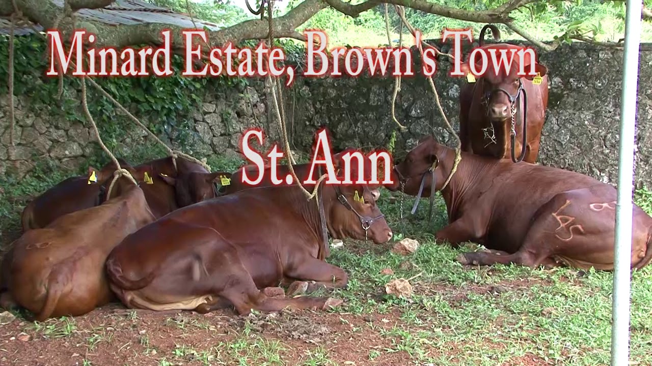 Highlights of Minard Livestock Show and Beef Festival 2017