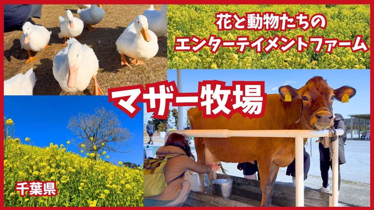 【マザー牧場】花と動物たちのエンターテイメントファーム。広大な牧場で動物たちと触れ合おう！乳搾りや羊の毛刈りなどイベント盛りだくさん。お花畑も圧巻の美しさ。