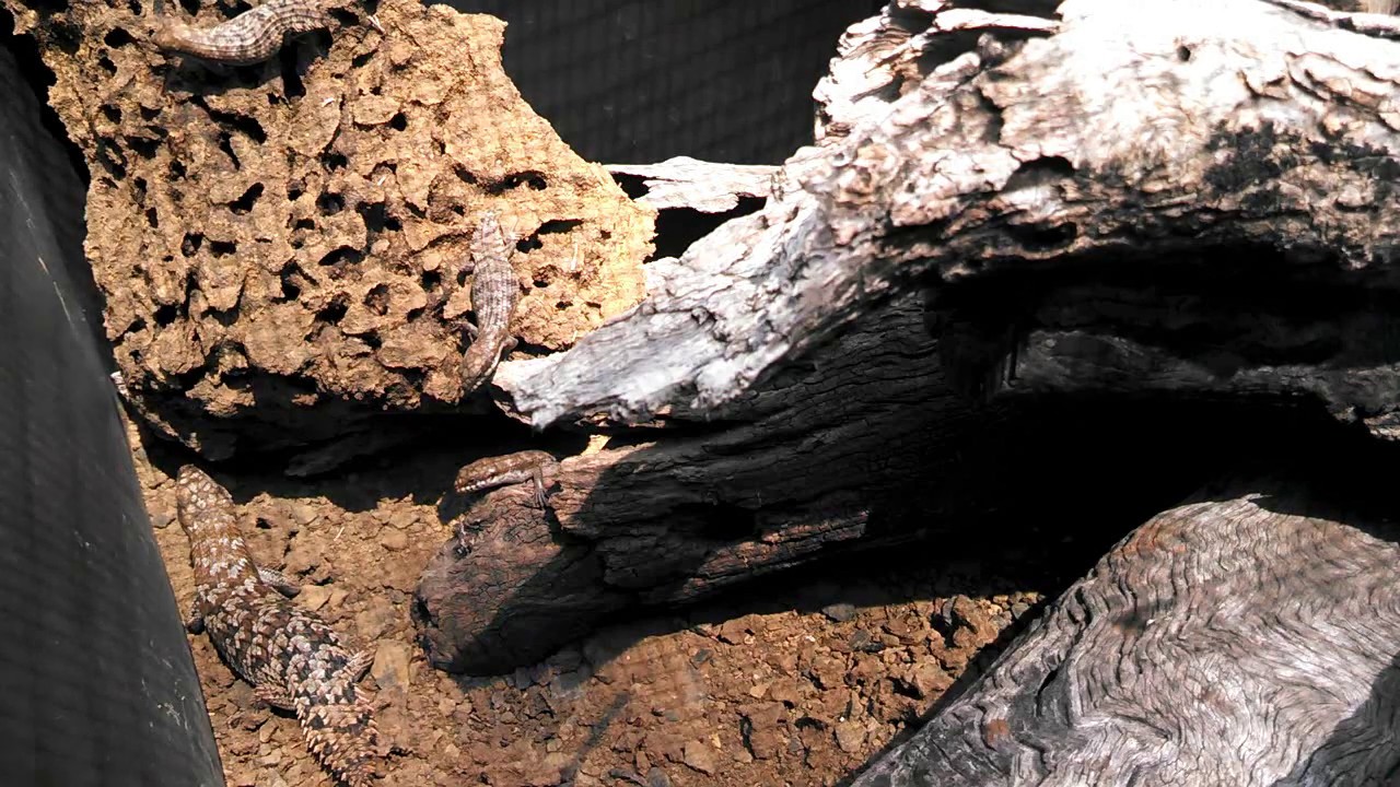 Egernia depressa 2020