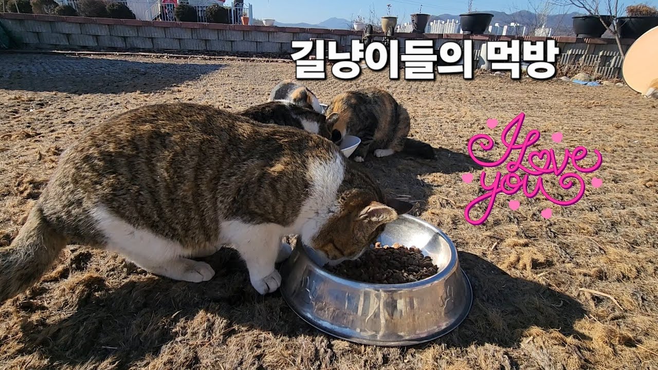 고양이 먹방 ~♡#고양이 #길냥이구조 #korea 