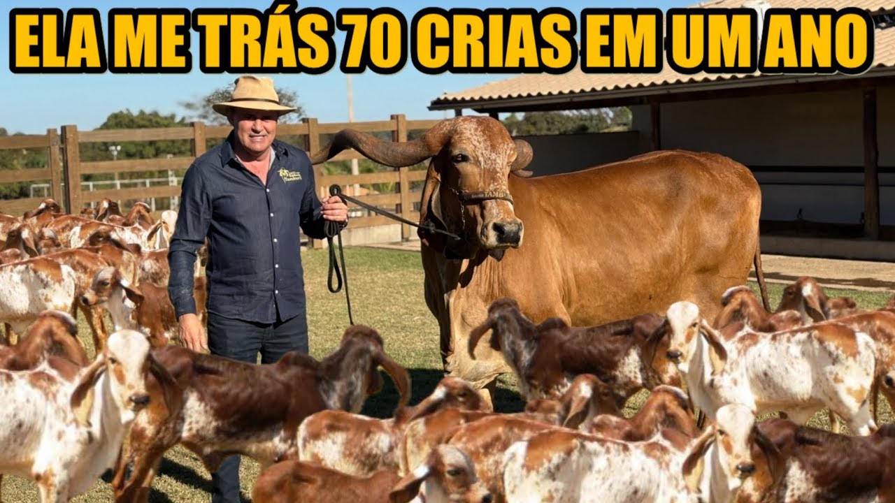 A FÓRMULA MAIS LUCRATIVA DE ENTRAR NA PECUÁRIA 