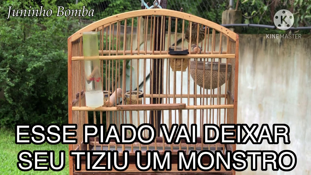ESTÁ FÊMEA DE TIZIU É FENOMENAL | Juninho Bomba