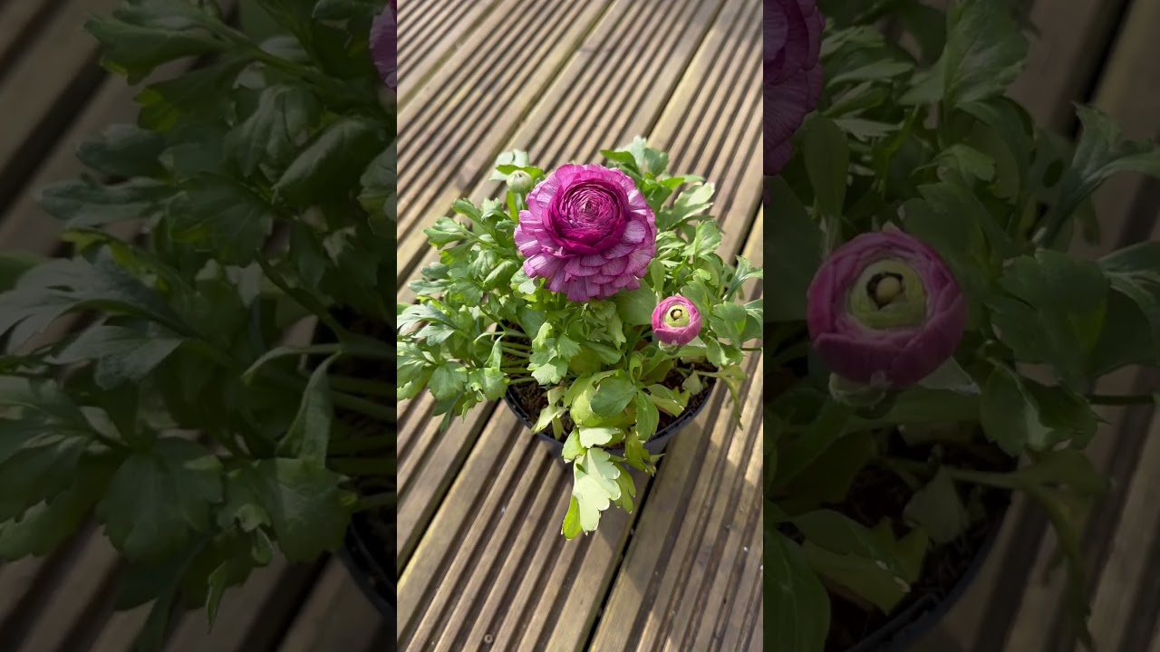 Ranunculus Heavenly Purple #shortsvideo #ranunculus #garden #flowers