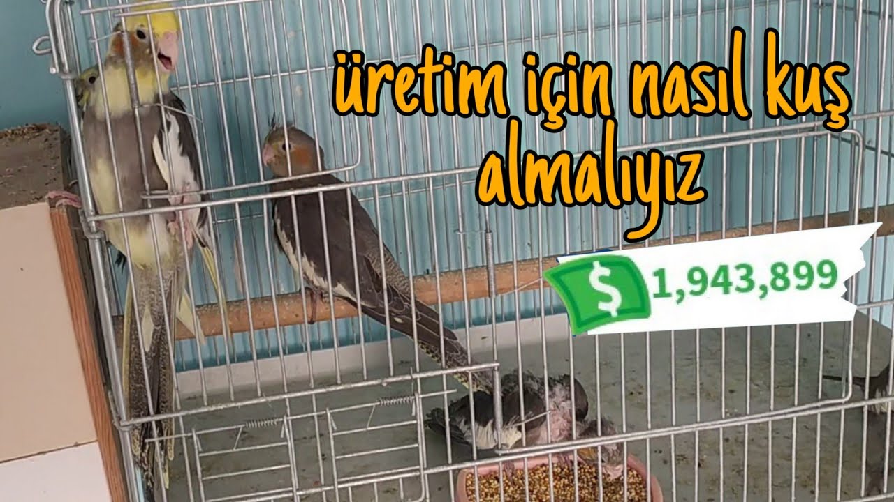 Üretim İçin Hazır Takım mı Almalıyız Yavrulardan mı Çift Yapmalıyız?