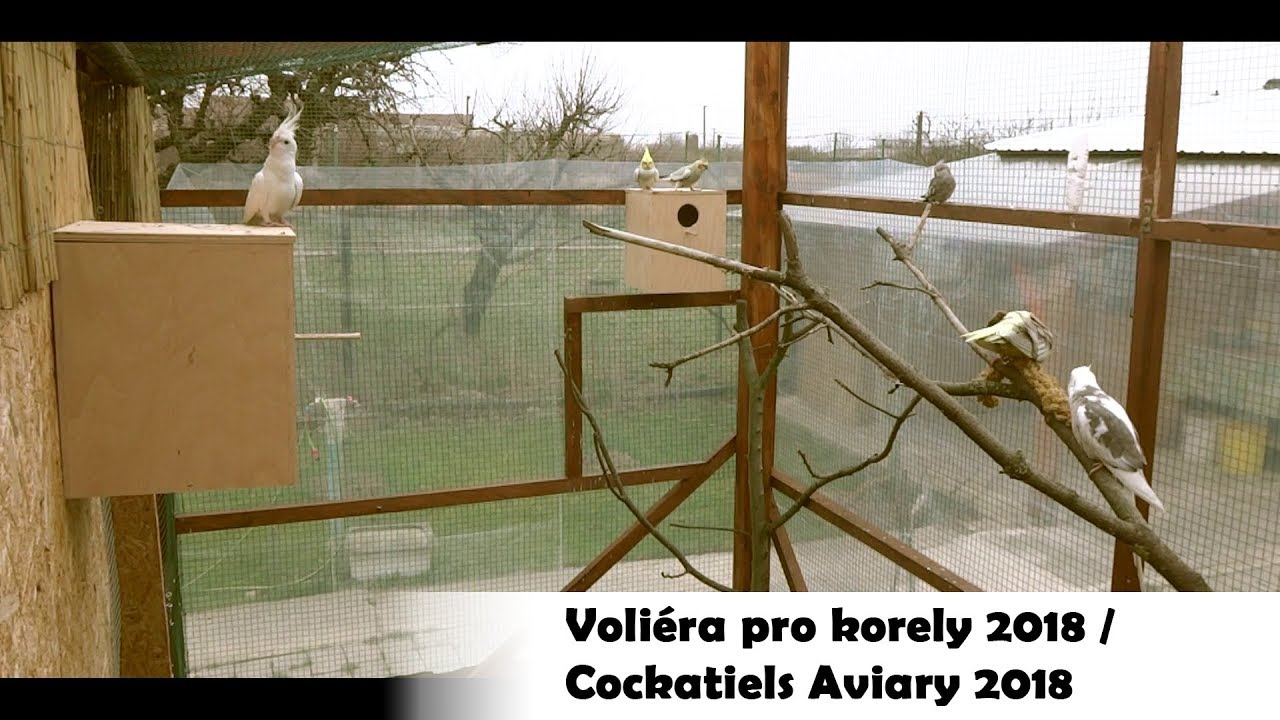RELAX / Voli&eacute;ra pro korely 2018 / Cockatiels Aviary 2018 │KorelyEu